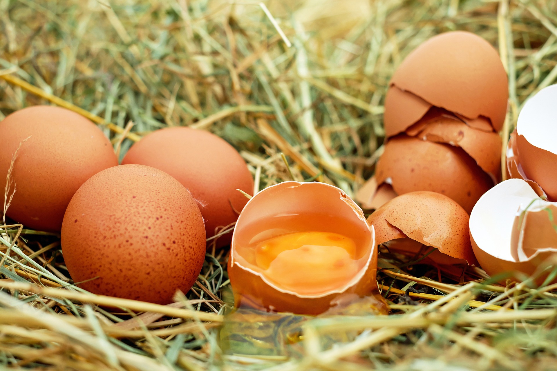 Eier aus Bodenhaltung Isener Bauernmarkt