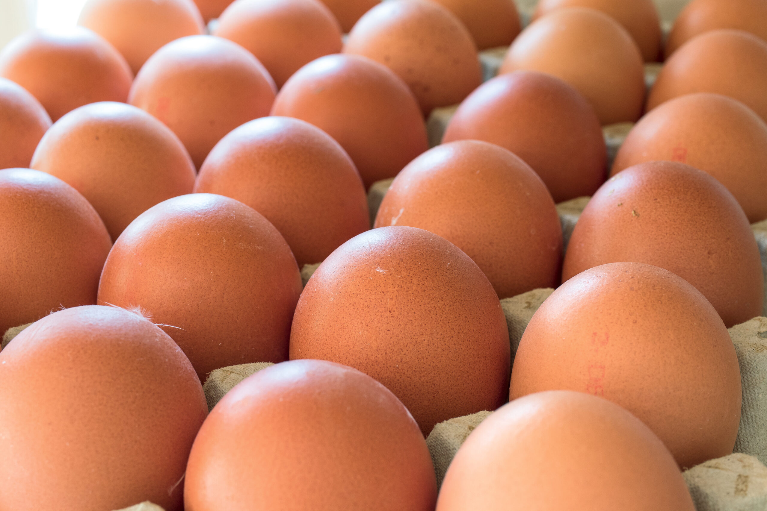Isener Bauernmarkt Angebotsübersicht Eier