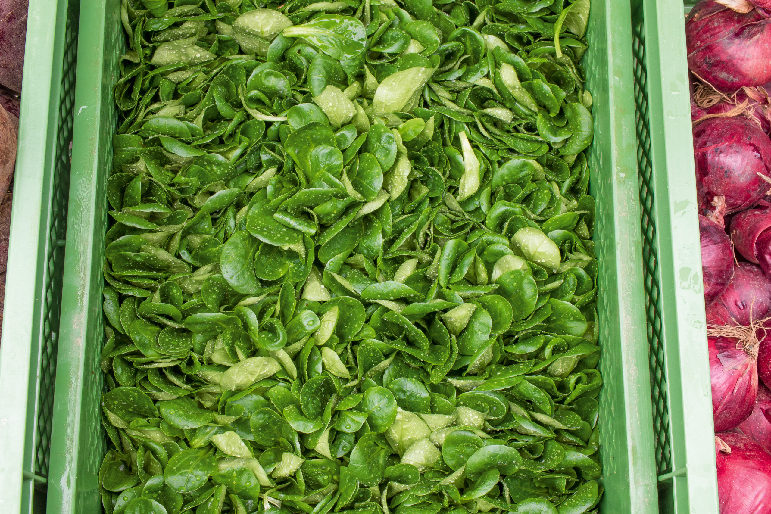 Isener Bauernmarkt Angebotsübersicht Salat